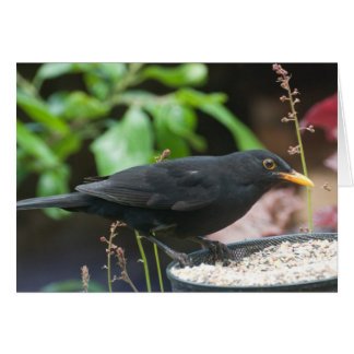 British Songbird: bramen