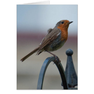 British Songbird: Young Robin