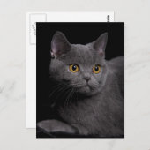 Brits Briefkaart Shorthair (Voorkant / Achterkant)