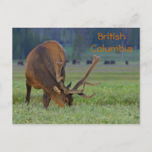 Brits Columbia elk briefkaart