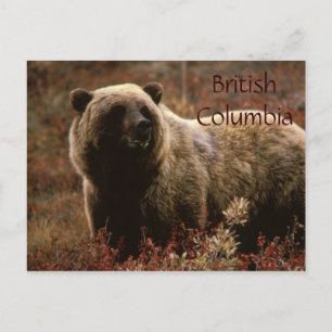 Brits Columbia grizzly beer briefkaart