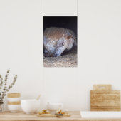 Brits gevlekte pony poster (Keuken)