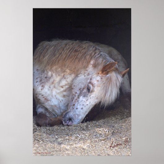 Brits gevlekte pony poster (Voorkant)