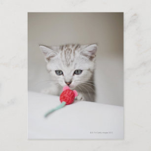 Brits horthair kitten die speelgoed muizen ruikt briefkaart