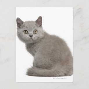 Brits Korthaar Kitten   10 weken Briefkaart