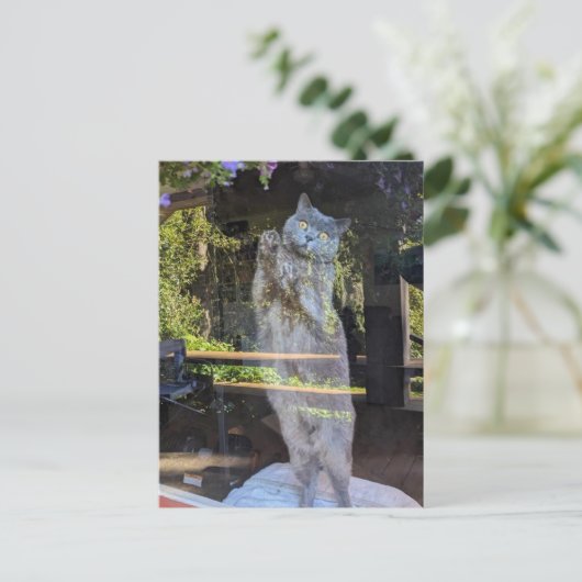 Brits Korthaar Kitty Kat In Venster Briefkaart (Staand voorkant)