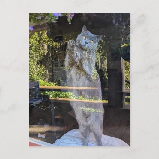 Brits Korthaar Kitty Kat In Venster Briefkaart (Voorkant)