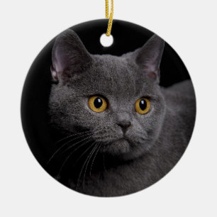 Brits Ornament Shorthair