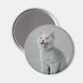 Brits shorthair kat magneet (Voorkant / Achterkant)