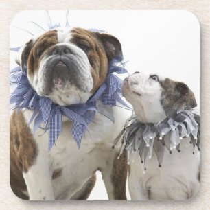 Britse bulldog en puppy met een jesterkraag, onderzetter