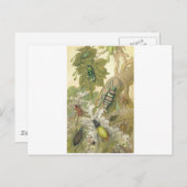 Britse Kevers Briefkaart (Voorkant / Achterkant)