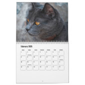 Britse Korthaar Kalender (Feb 2026)