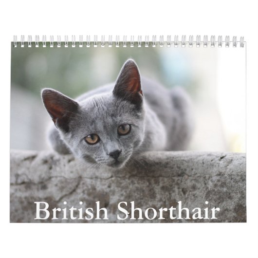 Britse Korthaar Kalender (Hoes)