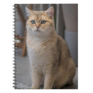 Britse Korthaar, kattenras, kat Notitieboek