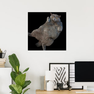 Britse korthaar vet kat liggend op rug poster