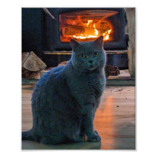 Britse Shorthair Cat Kat open haard Foto Afdruk