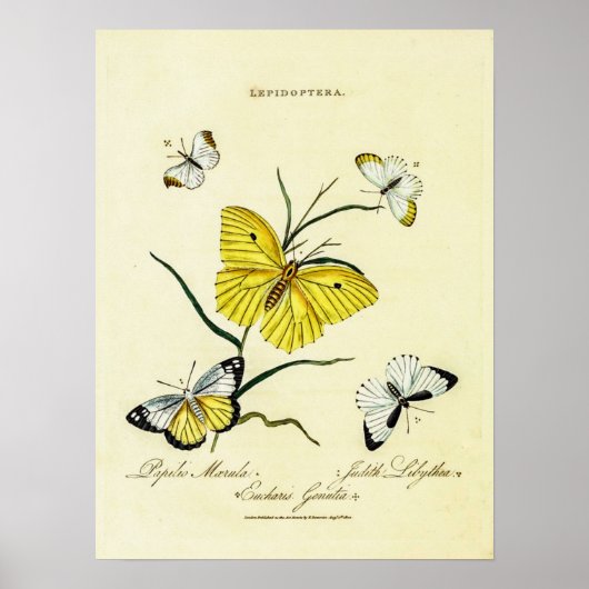 Britse vlinders Poster (Voorkant)