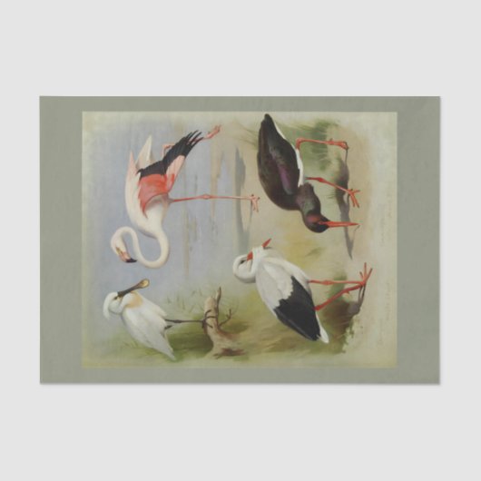 Britse vogels, kunstillustraties tissuepapier (Voorkant)