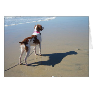 BRITTANNIQUE SUR LA PLAGE