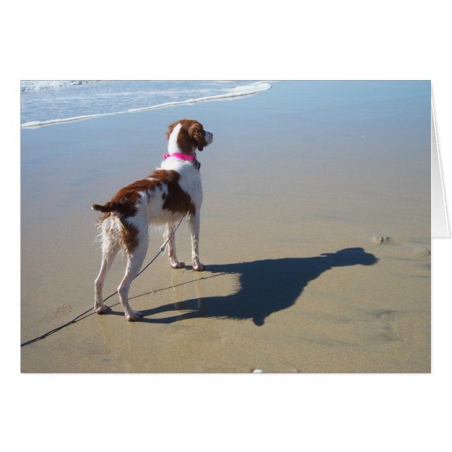 BRITTANNIQUE SUR LA PLAGE (Devant horizontal)