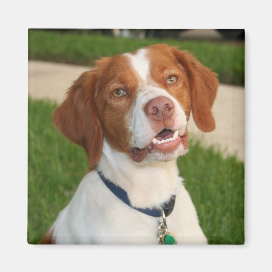 Brittany Magnet Magneet (Voorkant)