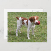 Brittany Pup "Rusty" Postcard Briefkaart (Voorkant / Achterkant)