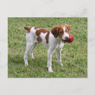 Brittany Pup "Rusty" Postcard Briefkaart