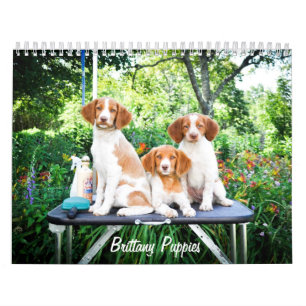 Brittany Puppies Calendar Kalender