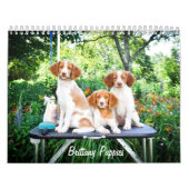 Brittany Puppies Calendar Kalender (Hoes)