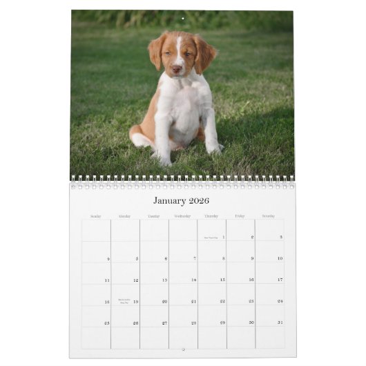 Brittany Puppies Calendar Kalender (Jan 2026)