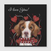 Brittany Spaniel (Voorkant)