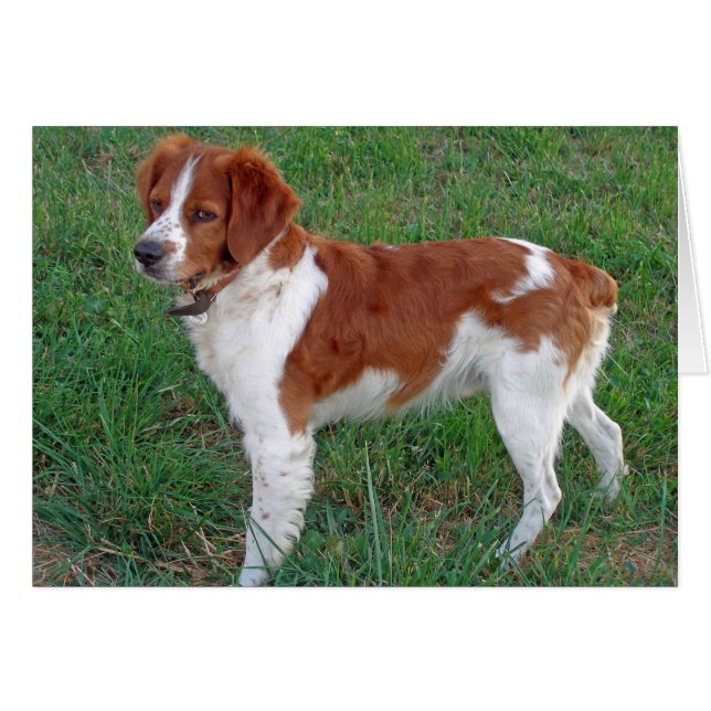 Brittany Spaniel (Voorkant Horizontaal)