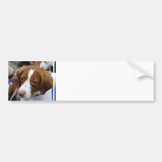 Brittany Spaniel Bumpersticker (Voorkant)