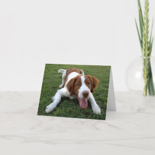 Brittany Spaniel Chien Chien Blanc Carte de note