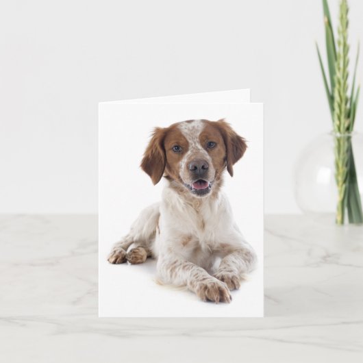 Brittany Spaniel Chien Chien Blanc Carte de note (Devant)