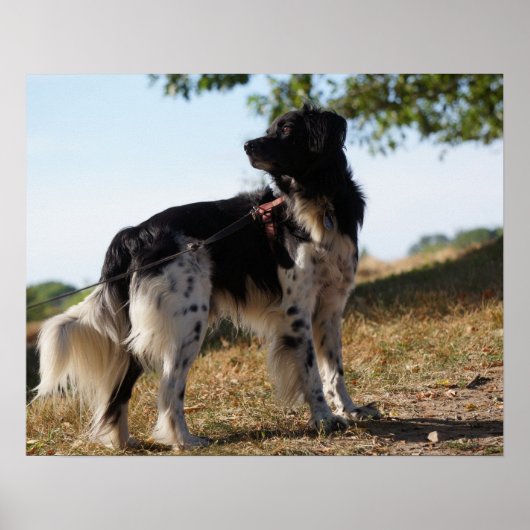 Brittany Spaniel Dog Poster (Voorkant)