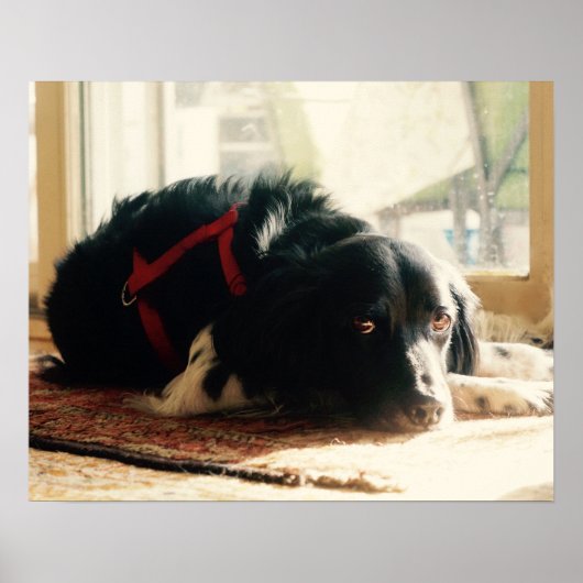 Brittany spaniel Dog Poster (Devant)