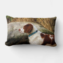 Brittany Spaniel - Koper