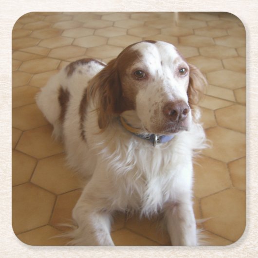 brittany spaniel leg vierkante kartonnen onderzetter (Voorkant)