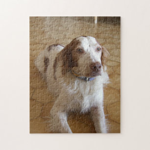 brittany spaniel ligt legpuzzel