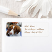 Brittany Spaniel Mailing Labels (Insitu)