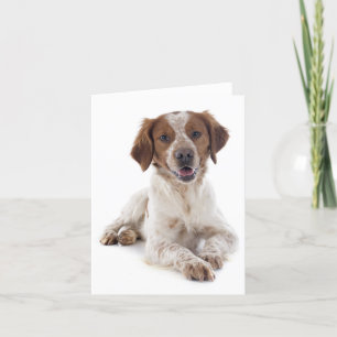 Brittany Spaniel Puppy Dog Blank Note Card Kaart