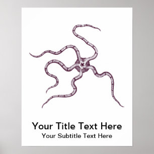Brittle Star - Serpent Star - Marine Biology Poster