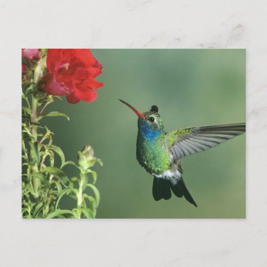 Broad-billed kolibrie mannelijk briefkaart (Voorkant)