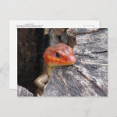 Broad Head Skink Briefkaart (Voorkant / Achterkant)