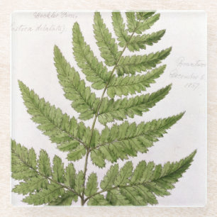 Broad Prickly-toothed Buckler Fern, geschilderd te Glazen Onderzetter