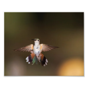Broad-Tailed Hummingbird die uitkomt Foto Afdruk
