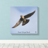 Broad Winged Hawk Canvas Afdruk (Insitu (Houten vloer))