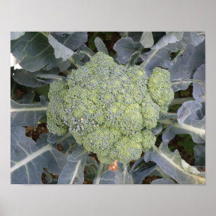 Broccoli afdrukken poster