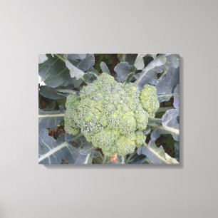 Broccoli Canvas afdrukken